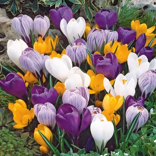 Krokus Wiosenny Mix 100 szt cebulki krokusy - Nasiona i cebule - miniaturka - grafika 1
