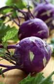 Nasiona i cebule - KALAREPA fioletowa późna bardzo duża NASIONA WARZYW do ogrodu p. 34169CIN0CP ST; 0124495CIN0FX ST; - miniaturka - grafika 1