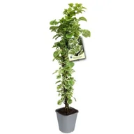 Kwiaty doniczkowe - Hortensja pnąca 90 cm C2 - miniaturka - grafika 1