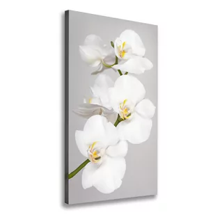 Foto obraz na płótnie pionowy Biała orchidea - Obrazy i zdjęcia na płótnie - miniaturka - grafika 1