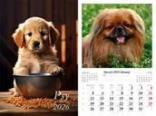 Kalendarze - Kalendarz ścienny 2026 Psy - kalendarz - miniaturka - grafika 1
