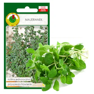Majeranek Na Trawienie Zioła Nasiona Ziół Bez Gmo - Nasiona i cebule - miniaturka - grafika 1