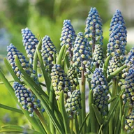 Nasiona i cebule - Muscari Szafirek Saffier 10 szt szafirki cebulki - miniaturka - grafika 1