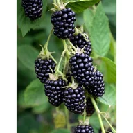 Sadzonki drzew krzewów - Owocowy raj don. P9/C1 - miniaturka - grafika 1