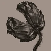 Reggae - Release Winyl) Pet Shop Boys - miniaturka - grafika 1