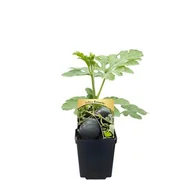 Kwiaty doniczkowe i cięte - Arbuz rozsada - miniaturka - grafika 1