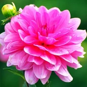 Nasiona i cebule - Dalia dekoracyjna Onesta rozmiar II 1 szt. - miniaturka - grafika 1