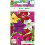 Nasiona i cebule - Tytoń ozdobny mieszanka 40-100 cm W.Legutko - miniaturka - grafika 1