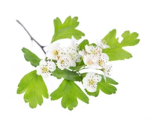 Głóg EQUIHERBS cały owoc 500g - Pasze dla zwierząt - miniaturka - grafika 1
