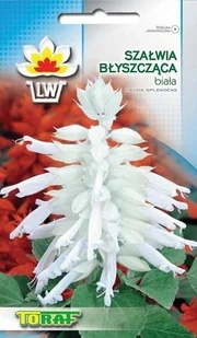 SZAŁWIA BŁYSZCZĄCA BIAŁA SALVIA SPLENDENS 10 NAS - Nasiona i cebule - miniaturka - grafika 1
