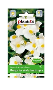 Begonia stale kwitnąca biała zielonolistna Barbara 0,1 g Plantico - Nasiona i cebule Begonia stale kwitnąca biała zielonolistna Barbara 0,1 g Plantico - Nasiona i cebule - miniaturka - grafika 1