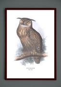 Plakaty - Plakat Sowa Puchacz, grafika ze starego Atlasu Ptaków 21x30 (A4) / DodoPrint - miniaturka - grafika 1