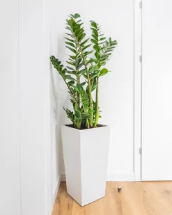 24x24x63 cm (spód) + 32x32 cm (góra) CT - Donica betonowa (biała) - Donice - miniaturka - grafika 1