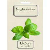 Nasiona i cebule - Nasiona Bazylia Właściwa - Zielone 0,5G - miniaturka - grafika 1