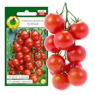 Nasiona i cebule - POMIDOR KORALIK KOKTAJLOWY NASIONA BEZ GMO - miniaturka - grafika 1