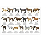 Podkładki na biurko - Derform Ateneum Podkład oklejany edukacyjny konie - miniaturka - grafika 1