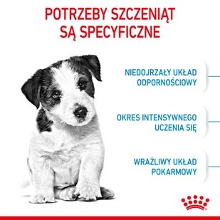 ROYAL CANIN Mini Puppy 2kg karma sucha dla szczeniąt, od 2 do 10 miesiąca życia, ras małych - Sucha karma dla psów - miniaturka - grafika 5