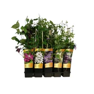 Kwiaty doniczkowe - Powojnik C2 mix - miniaturka - grafika 1