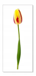 Naklejka z kwiatami kwiatki 50cm - Tulipan 15, 50x8 cm - Naklejki na ścianę - miniaturka - grafika 1