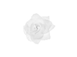 Party Deco Różyczki białe do przylepiania na samochód - 9 cm - 24 szt. KWR-008 - Wesele i ślub - miniaturka - grafika 1