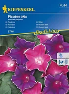 Nasiona i cebule - Kiepenkerl Wilec Picotee Mix Ipomoea purpurea 102383 - miniaturka - grafika 1