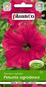 Nasiona i cebule - Petunia ogrodowa amarantowa - Rumba 0.05 g Plantico - miniaturka - grafika 1