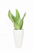 Kwiaty doniczkowe - Sansevieria sansewieria moonshine P14 - miniaturka - grafika 1