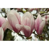 Kwiaty doniczkowe - Magnolia Soulange'a - miniaturka - grafika 1