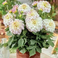 Nasiona i cebule - Dalia karłowa Gallery Monet 1 szt. - miniaturka - grafika 1