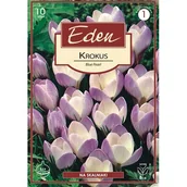 Nasiona i cebule - Krokus botaniczny Blue Pearl 10 sztuk Eden - miniaturka - grafika 1