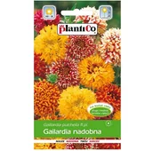Nasiona i cebule - GAILARDIA NADOBNA MIX kolorów nasiona kwiatów 0,5g - miniaturka - grafika 1