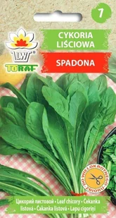 Cykoria liściowa SPADONA (zielona) Cichorium intybus L. var. foliosum Hegi - Nasiona i cebule - miniaturka - grafika 1
