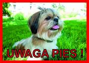 Tabliczka UWAGA PIES! Laminowana Shih Tzu