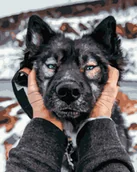 Malowanie po numerach - Malowanie po numerach, 40x50 cm - Husky syberyjski - miniaturka - grafika 1