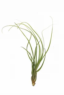 Tillandsia Balbisiana L 30-35 cm - Kwiaty doniczkowe - miniaturka - grafika 1