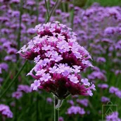 Nasiona i cebule - Werbena patagońska - miniaturka - grafika 1