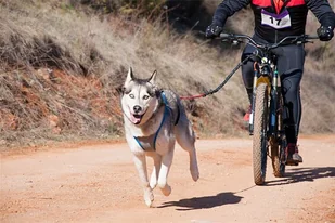 Bikejoring – rower z psem Beskid Wyspowy - Czasopisma - miniaturka - grafika 1