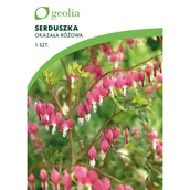 Nasiona i cebule - Serduszka okazała 1szt. cebulki kwiatów Geolia - miniaturka - grafika 1