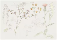 Plakaty - Galeria Plakatu, Plakat, Studies of Meadow Flowers, Samuel Colman, 59,4x42 cm - miniaturka - grafika 1