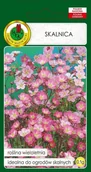 Nasiona i cebule - Skalnica Różowa 0.1 g PNOS - miniaturka - grafika 1