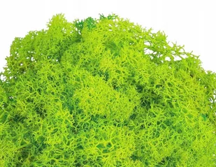 Mech chrobotek naturalny reniferowy jasno zielony dekoracyjny 30 g - Ozdoby bożonarodzeniowe - miniaturka - grafika 1