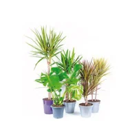 Kwiaty doniczkowe - Rośliny tropikalne wysokość 70 - 100 cm w kolorowej osłonce - miniaturka - grafika 1