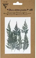 Zabawki kreatywne - Clairefontaine Suszone Kwiaty Prasowane Zielona Paproć Liściasta 10 sztuk - 195493C - miniaturka - grafika 1