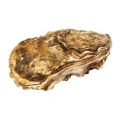 Konserwy i dania rybne - Ostrygi holenderskie świeże 80-100g - miniaturka - grafika 1