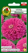 Nasiona i cebule - Cynia daliowa Illumination różowa 1 g PNOS - miniaturka - grafika 1