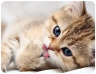 Podkładki pod mysz - PODKŁADKA POD MYSZKĘ KOTY KOT Z IMIENIEM 23x19CM DO LAPTOPA - miniaturka - grafika 1