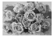 Fototapety - DecoNest Fototapeta A dozen roses 250X193 A0-XLFTNT1497 - miniaturka - grafika 1