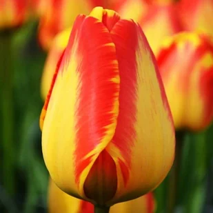 Tulipan Darwina polski Banja Luka 5 szt. 11/12 cebule cebulki tulipanów - Nasiona i cebule - miniaturka - grafika 1