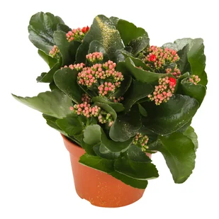 Żyworódka Kalanchoe czerwona 27cm - Nasiona i cebule - miniaturka - grafika 1