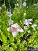 Nasiona i cebule - Platykodon różowy sadzonka skalniak rabata - miniaturka - grafika 1